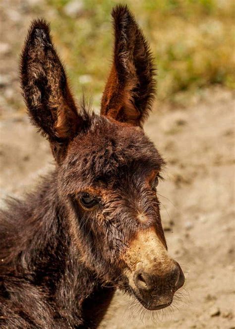 Looking for Donkey Facts? Here are 43 Interesting Facts About Donkeys | Storyteller Travel