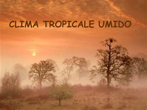 PPT - CLIMA TROPICALE UMIDO PowerPoint Presentation, free download - ID ...