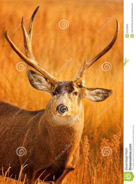 The Old Buck stock photo. Image of seasonal, fall, atmosphere - 54729894