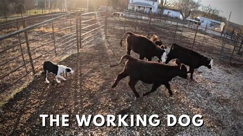 Training My New Border Collie, RHONDA ROUSEY To Herd Cattle - YouTube