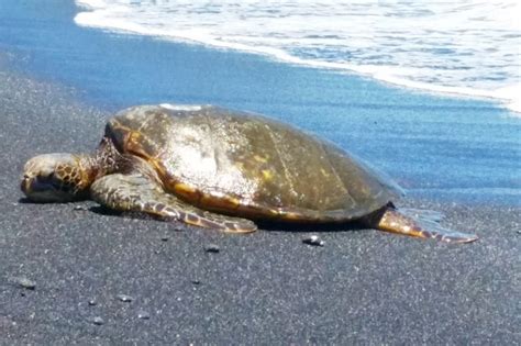 Punaluu black sand beach is THE turtle beach of the Big Island! 🐢🌴 Hawaii travel blog ...