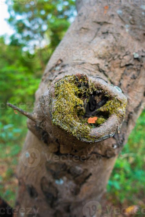 A close up shot of a pruning cut wound healing of a tree. uttarakhand ...