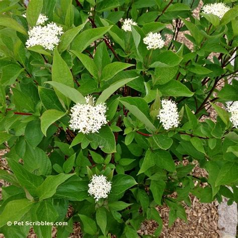 red twig dogwood flowers - Pet Scribbles