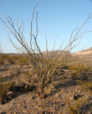 nature-ocotillo