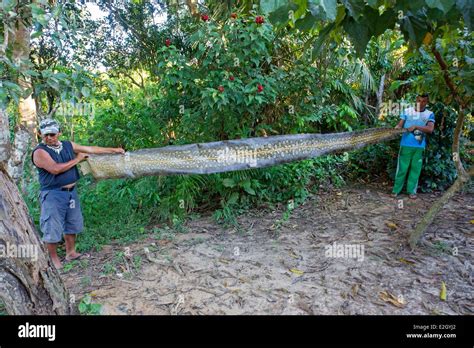 Brazil Amazonas state Amazon river basin Manaus skin of a green Stock Photo: 70443690 - Alamy