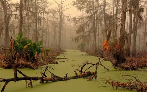 Louisiana Swamp Wallpaper - WallpaperSafari