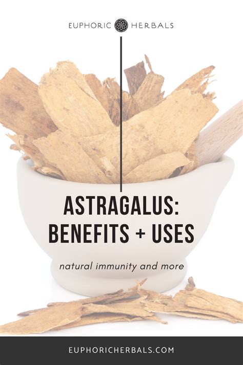 Top Benefits of Astragalus: Immunity & More | Euphoric Herbals in 2020 | Herbs for health ...