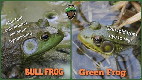 Bull Frog or Green Frog? - Susquehannock Wildlife Society