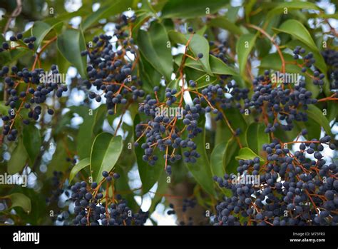 Ligustrum Japonicum Berries