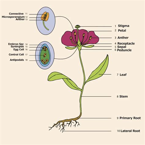 Flower Anatomy | Parts of a Flower | Petal Talk