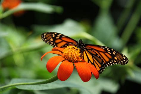 Monarch Butterfly Free Stock Photo - Public Domain Pictures