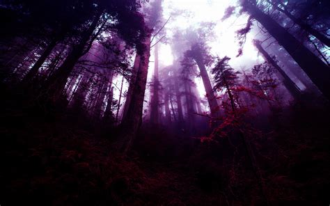 forest, Fantasy Art, Photo Manipulation, Purple, Trees, Mist Wallpapers HD / Desktop and Mobile ...