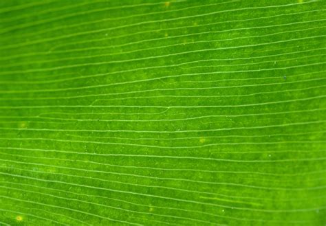 Plant Texture, Green Texture, Leaf Texture, Green Leaf Background, Background Patterns, Textured ...