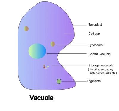 Vacuoles In A Cell