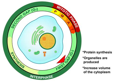 G1 Phase (Interphase) — Overview & Diagrams - Expii