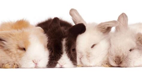 Black and White Rabbit Breeds Make The Best Pet Bunnies!