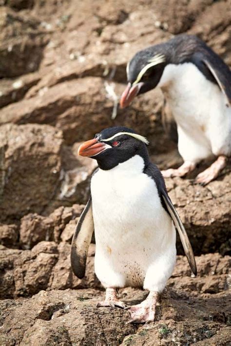 Snares penguin | Flightless Bird, Marine Species, Endemic to New ...