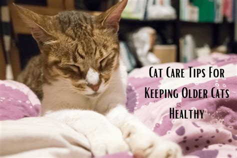 Cat Care Tips For Older Cats To Keep Them Healthy