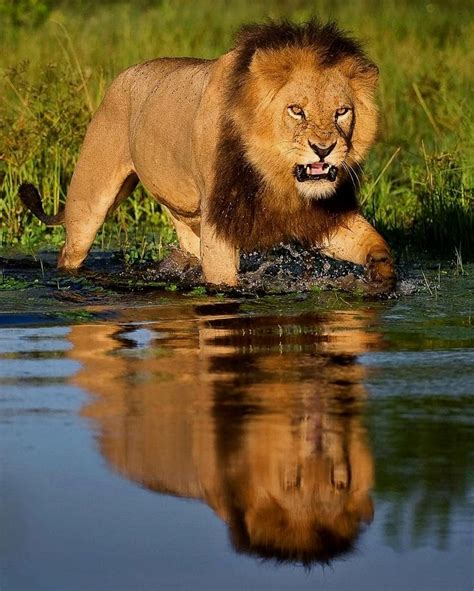 🐥 Wildlife & Nature 🐣 on Instagram: “Water lions. Photo by @wim_van_den_heever The okavango ...