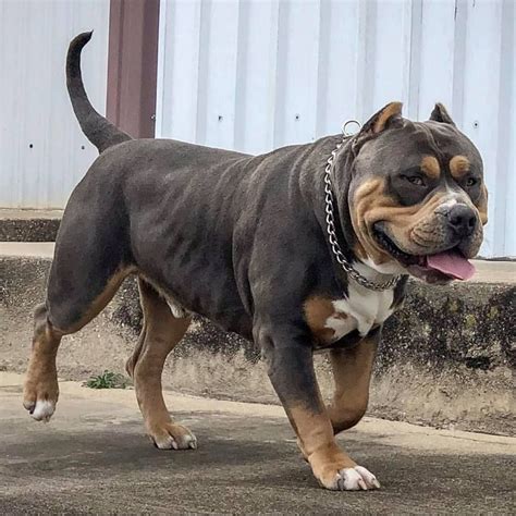 Cash the Bully | American bully, Bully breeds, Big dogs