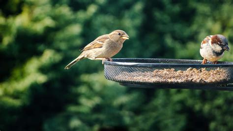 How to attract birds to your garden • Northern Life