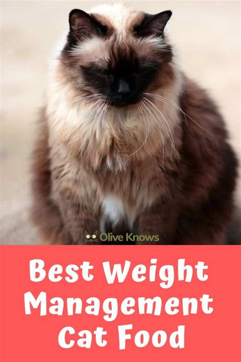 Best Weight Management Cat Food - OliveKnows