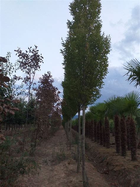 Our beatiful Carpinus betulus Fastigiata - hornbeam 'Fastigiata' - Matteini Tranquillo