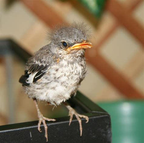 Baby Bird With Spiky Hair : Check spelling or type a new query ...