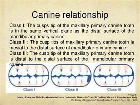 Development of occlusion