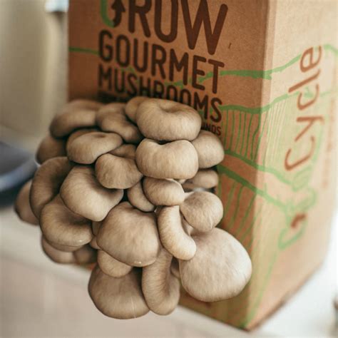 grow your own mushrooms kit by fungi futures | notonthehighstreet.com