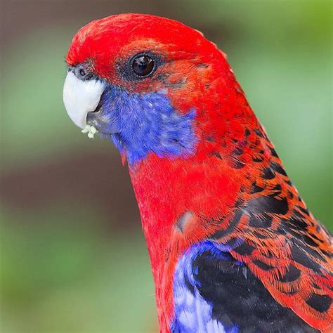 Crimson Rosella