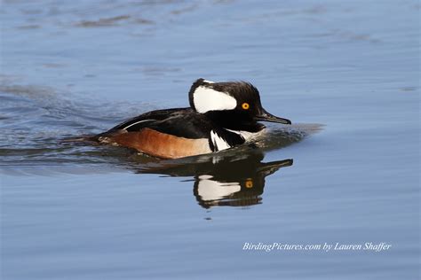 Hooded Mergansers – Birding Pictures