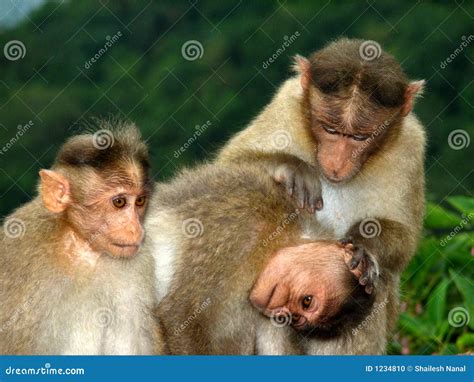 Three funny monkeys stock photo. Image of comical, apes - 1234810