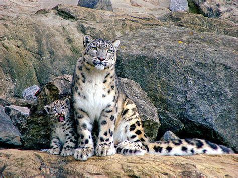 snow leopard with her cub - Snow Leopards Photo (13358965) - Fanpop