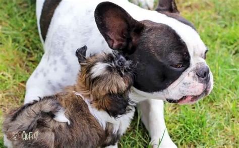 11 Incredible Advice About Bulldog And Shih Tzu Mix - Dog Fluffy