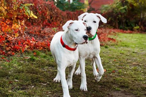 Dogo Argentino: Natural hunter is affectionate, playful, loyal