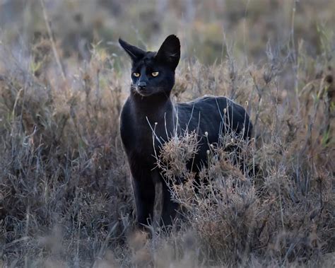 EXTREMELY RARE BLACK SERVAL | Gatos serval, Melanismo, Grandes felinos