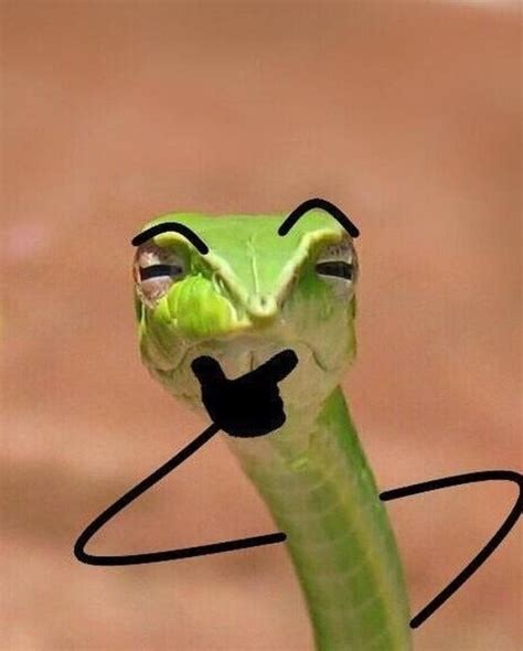 Snakes With Arms Are Hilarious (21 pics)