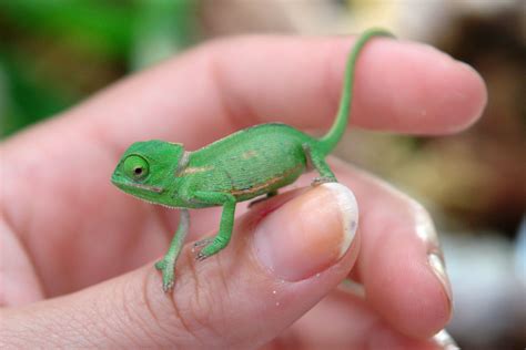 How to Care For Baby Chameleons? | MyPetCareJoy