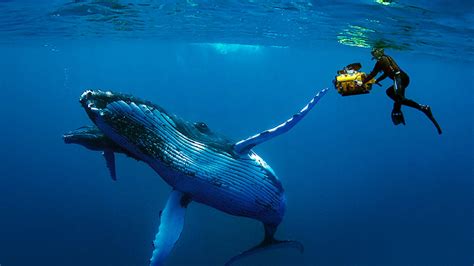 Humpback Whales, the Award-Winning IMAX Film Premiering on Documentary Showcase