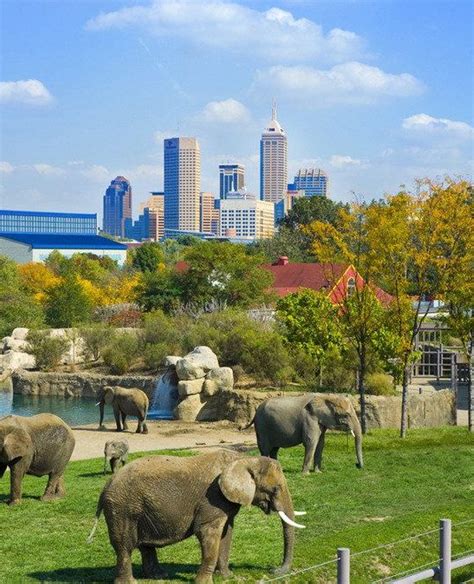 DENVER ZOO - The Good Beginning