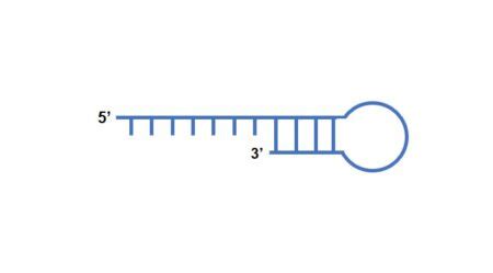 Troubleshooting primer dimer in PCR – miniPCR bio