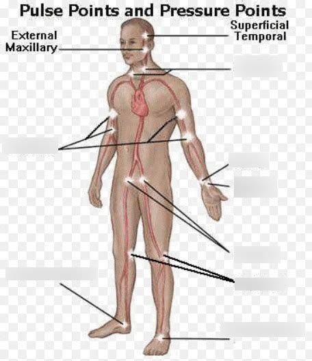 Femoral Pulse