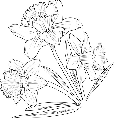 Daffodil flower Black outline drawing is perfect for coloring pages or ...