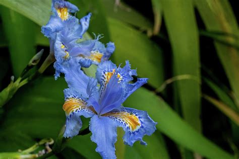 Blue Iris japonica in Botanical Garden. Rome. Italy Photograph by Nina ...