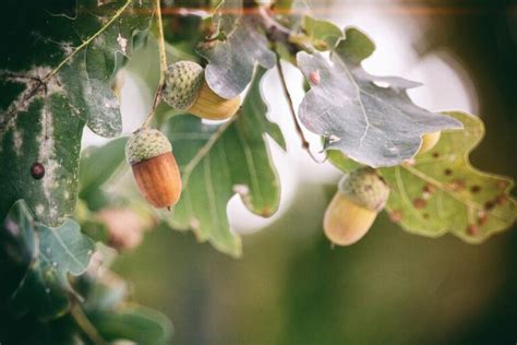 9 Oak Tree Symbolism and Spiritual Meanings (and Leaf)