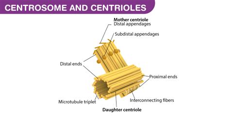 Cell | Centrosome And Centrioles | Centrioles In Cell Division