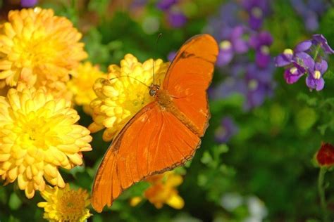 Travel Photo: Phoenix Desert Botanical Garden Butterfly