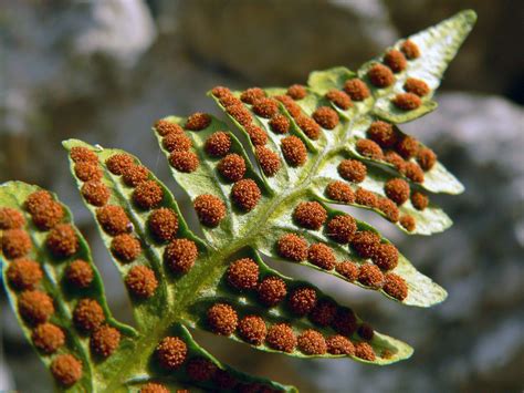 CRAZY FACTS: Does a fern have a heart? - Sierra Club BC