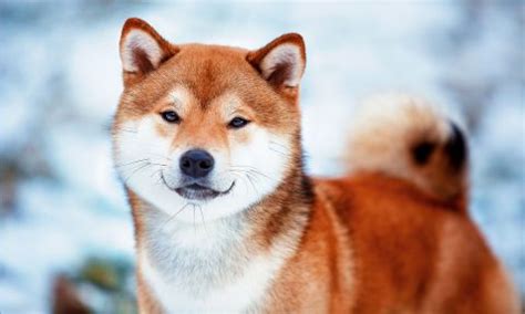 Shiba Inu vs Siberian Husky Breed Comparison | BeChewy